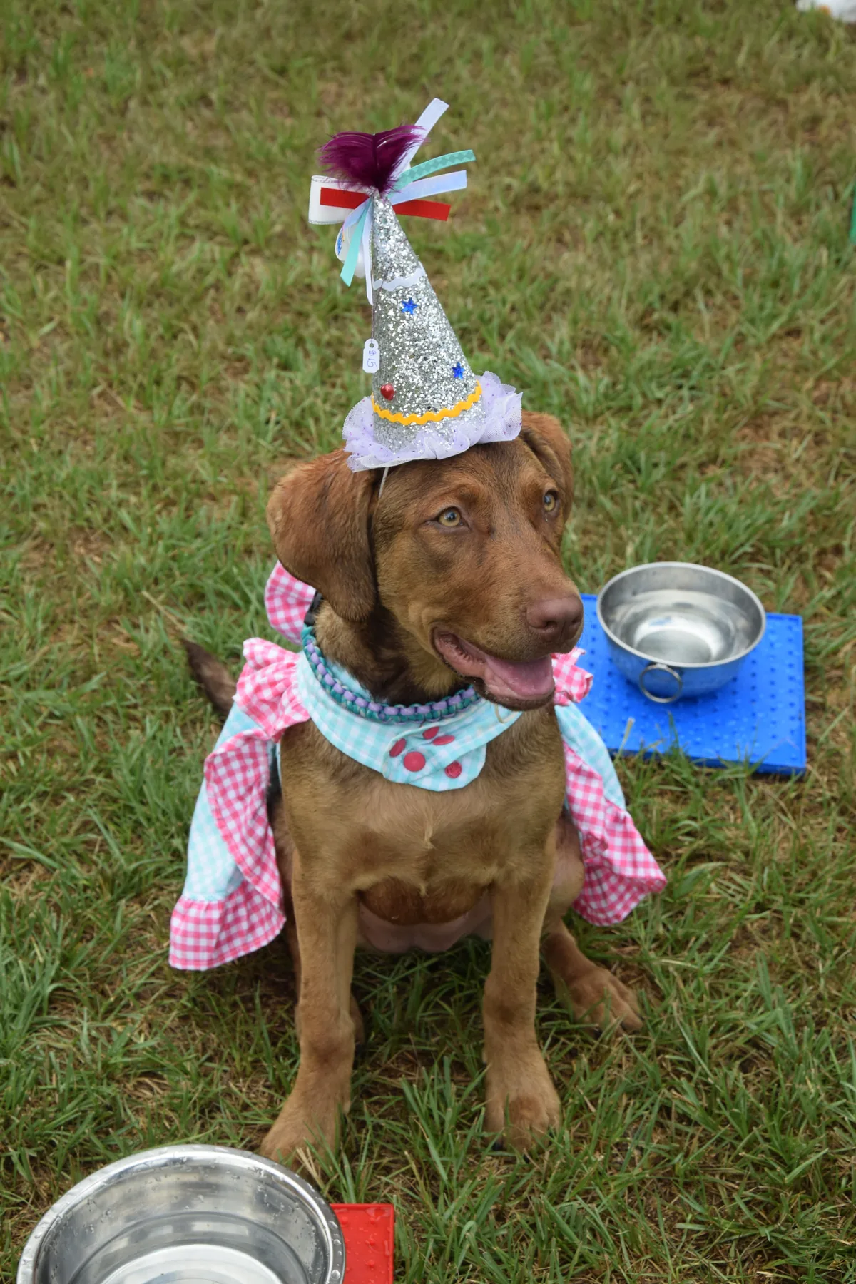 Celebration accessories