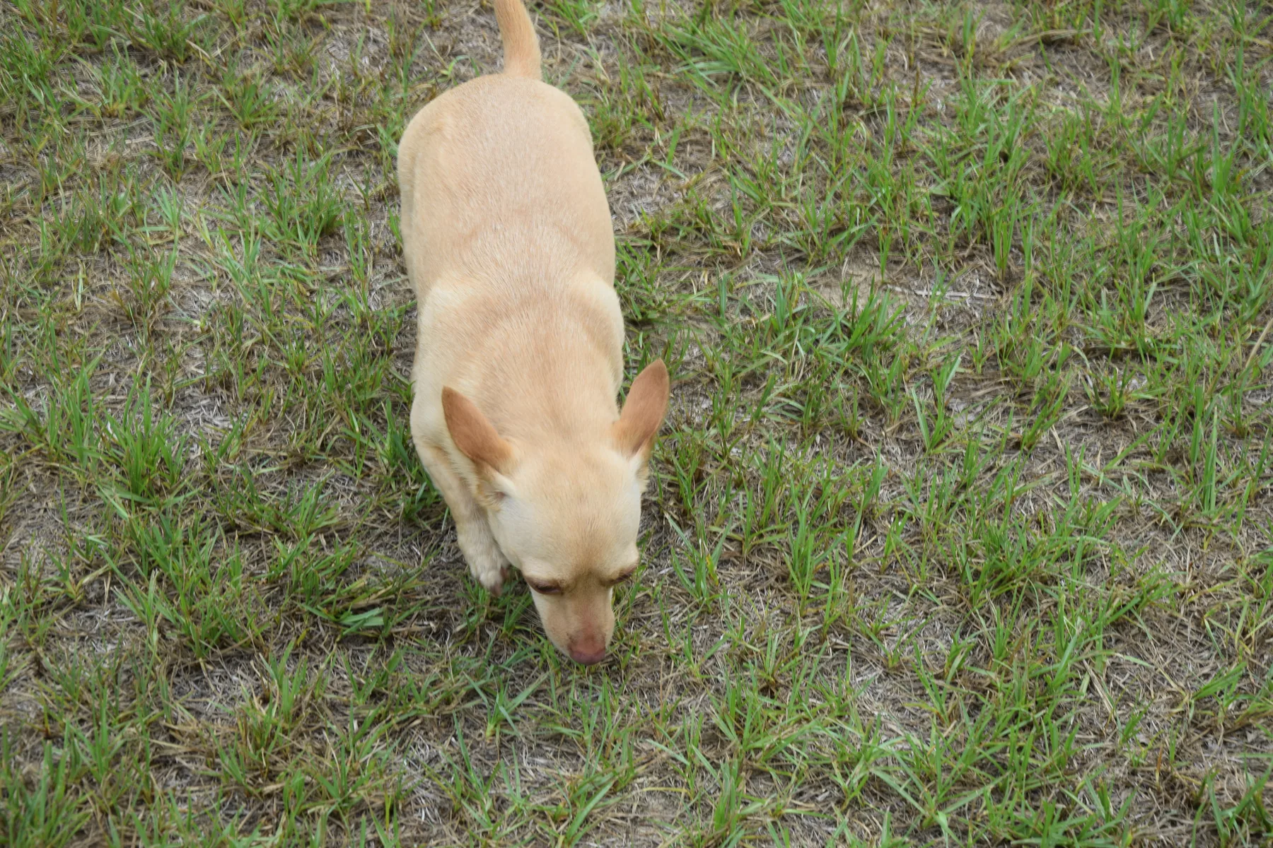 Exploring the grass